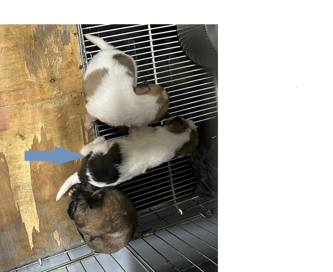 보호중 믹스견의 가…
